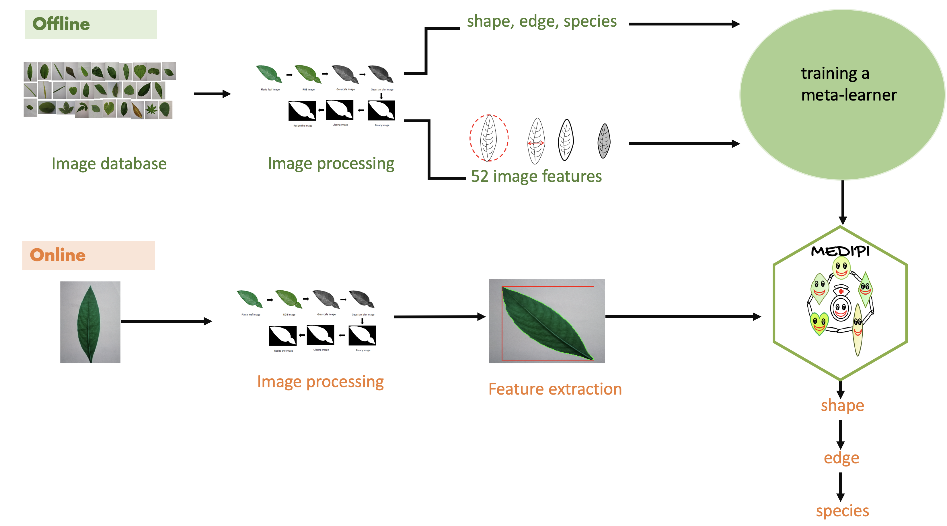 Plant recognition using machine 2024 learning